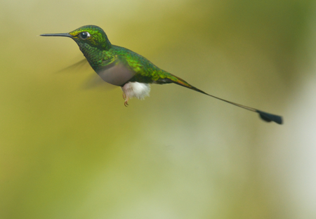 Booted Racket-tail is flying on the green background in Ecuadorの写真素材
