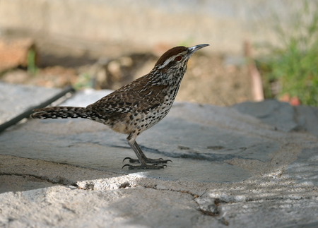 Female Cactus Wren is perching on the ground