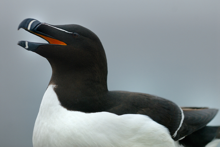 Razorbill Alca Torda perched on the rocks in Maineの写真素材