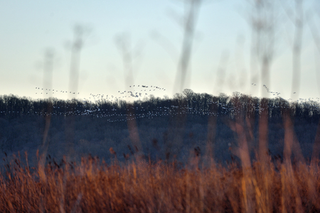 Thousands of Snow Geese migration flying at the middle creek wildlife management area in Lancaster County, Pennsylvania, USAの写真素材