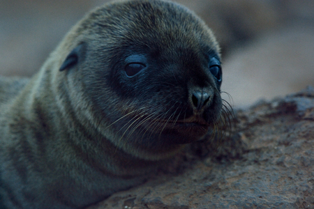 baby sea seal is sitting on the rockの写真素材