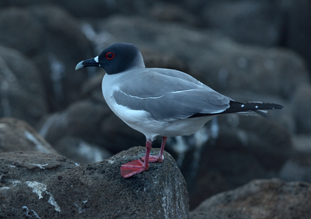 Swallow-tailed gull is sitting on the rockの写真素材