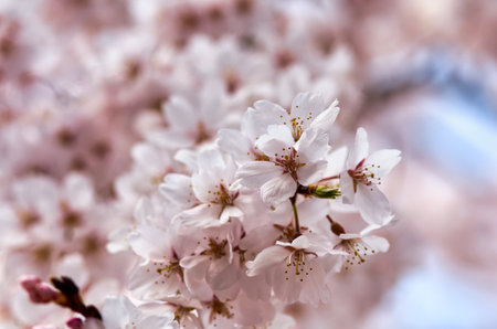 the flower petals with Pinkの写真素材