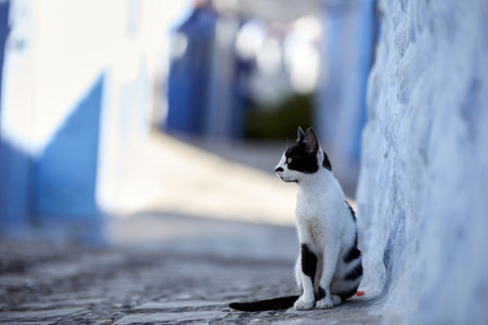 Cat in Blue City of Chefchaouenの写真素材