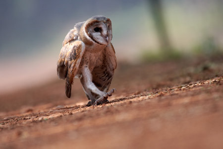 Barn Owl (Tyto alba) on the road in the forestの写真素材