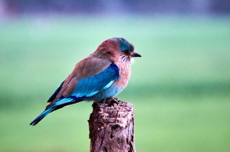 Lilac-breasted Roller, Coracias caudatus, single bird on branch, South Africaの写真素材