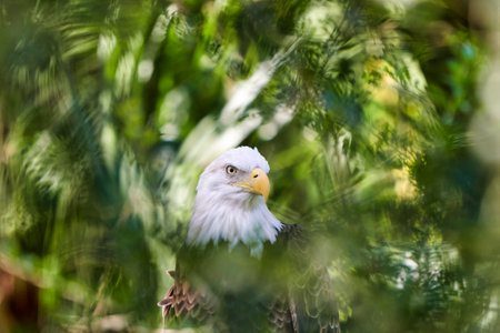 Bald Eagle looking at the camera in a green forest in Australia