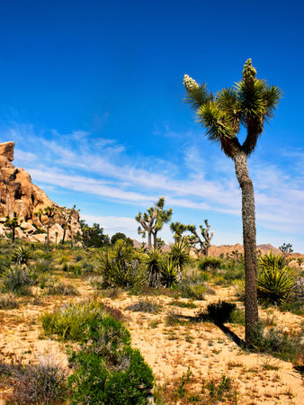 Joshua tree in Joshua Tree National Park, California, United States.の写真素材