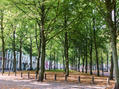 forest with nice trees and green lookの写真素材