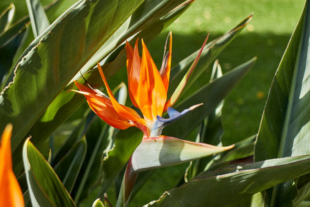 flower in the garden with nice lightの写真素材