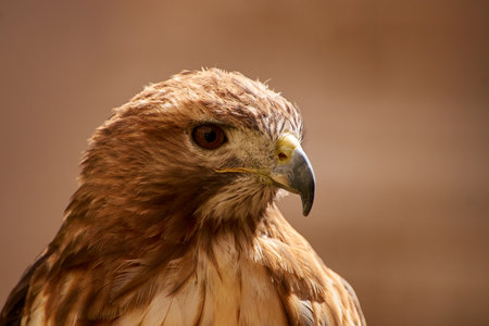 portrait for egal in the vallyの写真素材