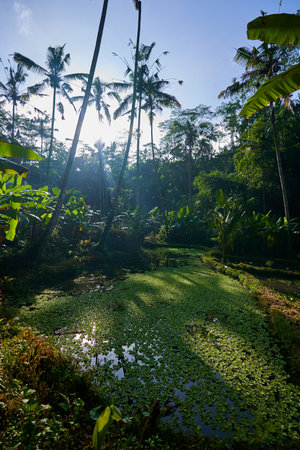 Tropical forest with green water lily pads and coconut treesの写真素材