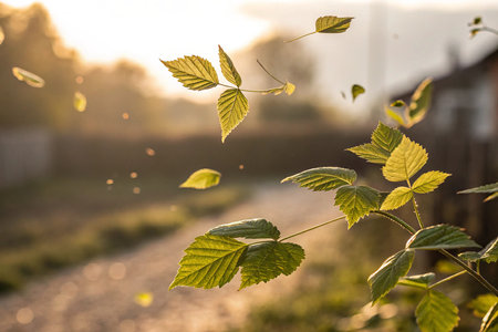 green leaves in the sun at sunset on a meadow in summer