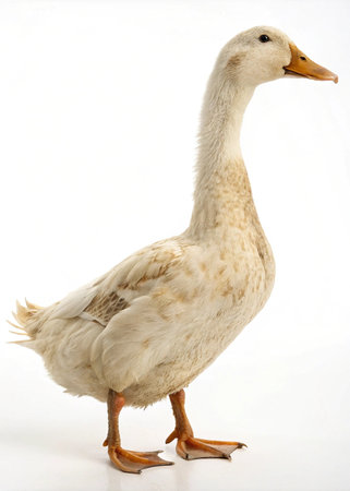 White duck isolated on a white background. Studio photo of a domestic duck.の写真素材