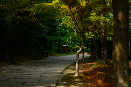 trees in parkの写真素材