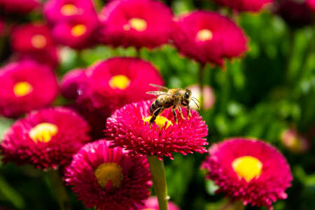 Bee collecting pollen powder on a pink flowerの写真素材