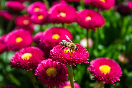 Bee collecting pollen powder on a pink flowerの写真素材