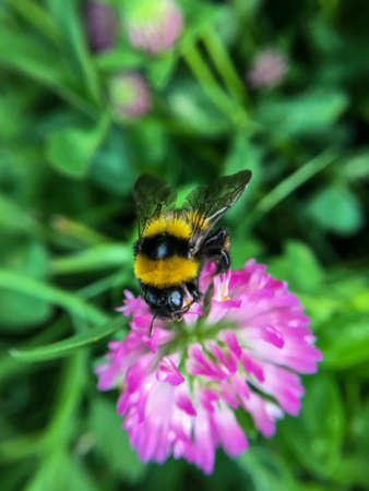 bumblebee pollinating pink flowerの写真素材