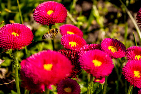 Bee collects pollen powder on the pink flowerの写真素材