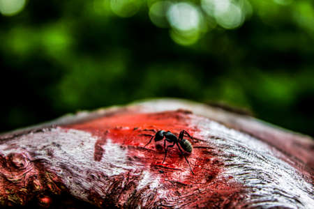 Ant on a colored tree trunk in red with the background greenの写真素材