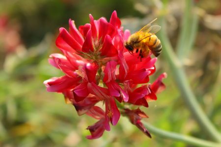 A honey bee on a flowerの写真素材