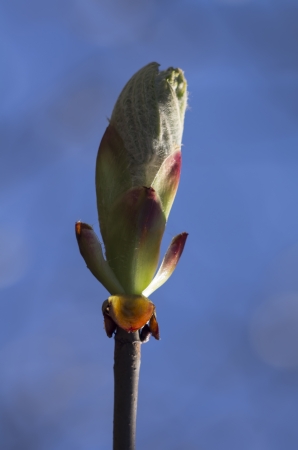 spring bud blooming on a treeの写真素材