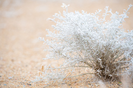 Desert Weeds in Winterの写真素材