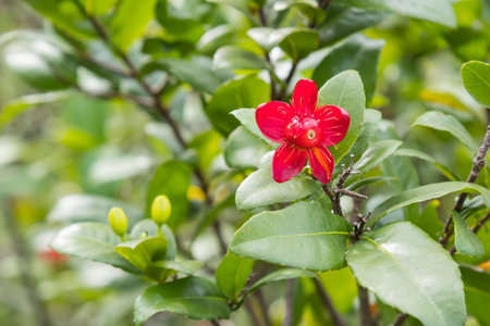flower red