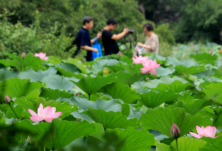 Lotus pondの写真素材
