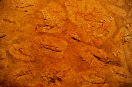 Fossil Fish from the Beijing Man Site Museum, Zhoukoudian, Beijingのeditorial素材