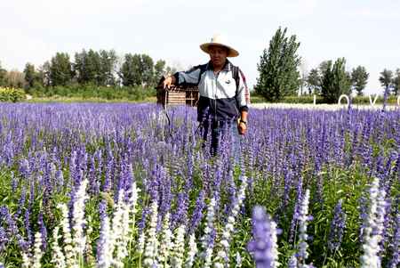 Lavender manor in Xuanhua, Hebeiのeditorial素材
