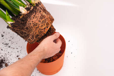 Transplanting home sansevieria plant from old small pot by male hands in the bath