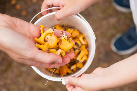 Hands of mother and child picking chanterelle mushrooms in the forest into a small bucketの写真素材