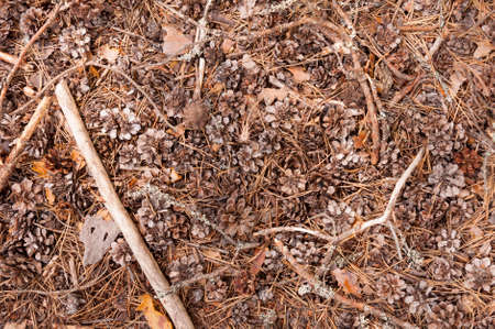 Top view of pine cones and needles scattered on the ground as a natural carpet