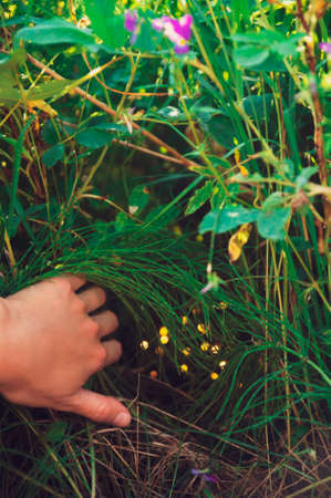 Female hand pushes back the thickets of grass behind which are hiding magical fairy lightsの写真素材