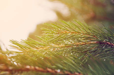 Pine tree twig with raindrops on needles close-up