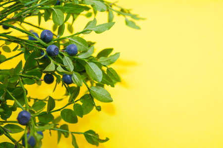 Blueberrie twigs with leaves and berries laid out on a bright yellow background with place for textの写真素材