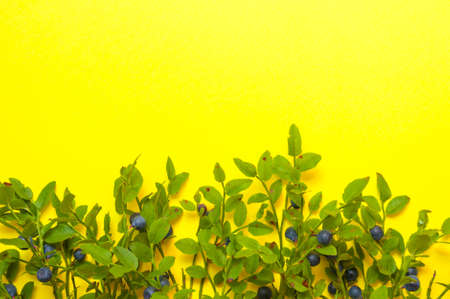 Blueberry twigs with leaves and berries laid out on a bright yellow background with place for textの写真素材