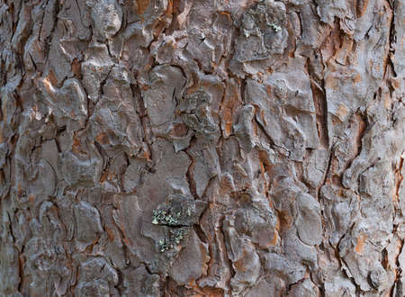 Close up photo of texture of a pine tree bark brown and red with selective focus