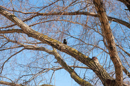 Small black starling bird sitting on a tree branch against blue skyの写真素材