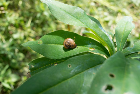 Garden snail sitting on green leaf plant side viewの写真素材