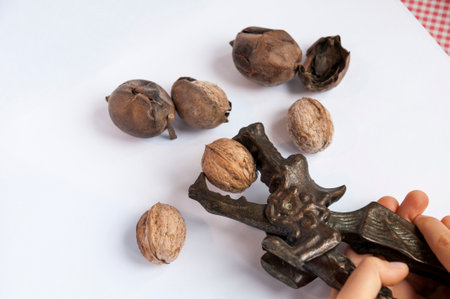 Close view of metal nutcracker dragon with walnut in kids hands with background with inshell walnuts...