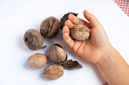Top view of childrens hand holding inshell walnut with other walnuts with shells and skins on table