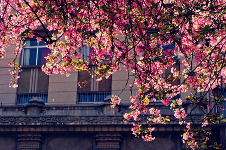 Begonia flowers Kunming Medical Collegeの写真素材