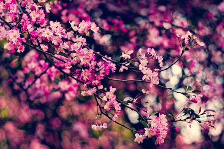 Begonia flowers Kunming Medical Collegeの写真素材