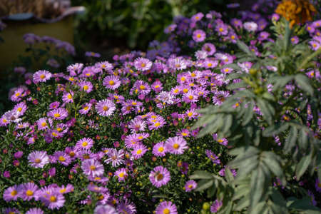 Purple new england asters. Wild deep purple flowers in the fieldの写真素材