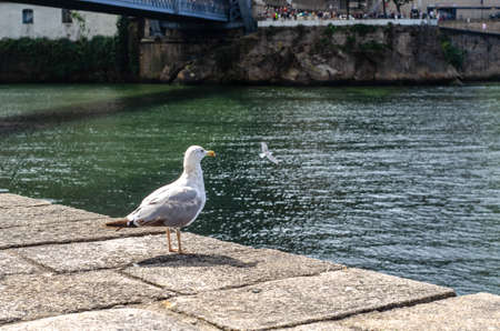 Gull  close-up in Porto city Portugalの写真素材
