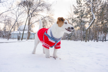 Jack russell terrier wear in red sweater during walking with snow on Winterの写真素材