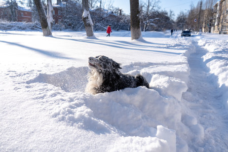 bernese mountain dog covered with snow lying in the big snow driftsの写真素材