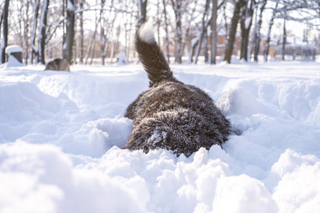 bernese mountain dog covered with snow walking through the big snow drifts. a lot of snow on winter streetsの写真素材